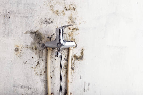 Office Mold Removal Services in Lincoln, AL