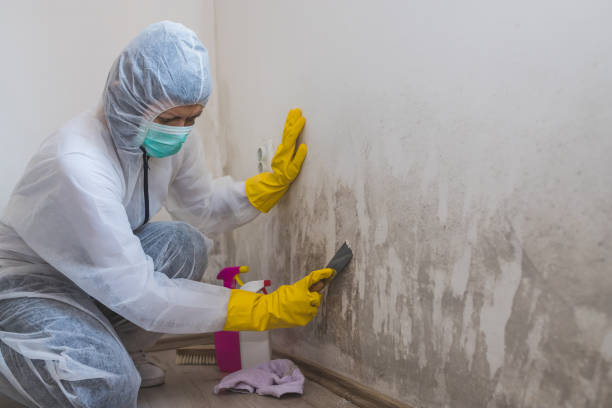 Best Residential Mold Removal  in Lincoln, AL