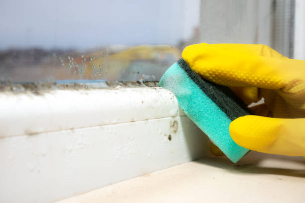 Best Crawl Space Mold Removal  in Lincoln, AL