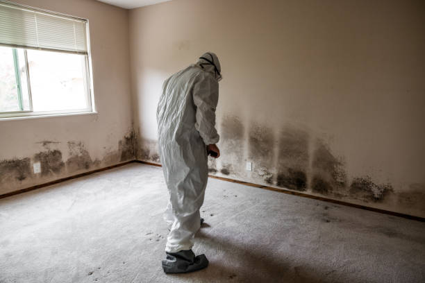 Best Toxic Mold Removal  in Lincoln, AL