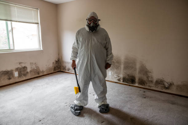 Best Office Mold Removal Services  in Lincoln, AL