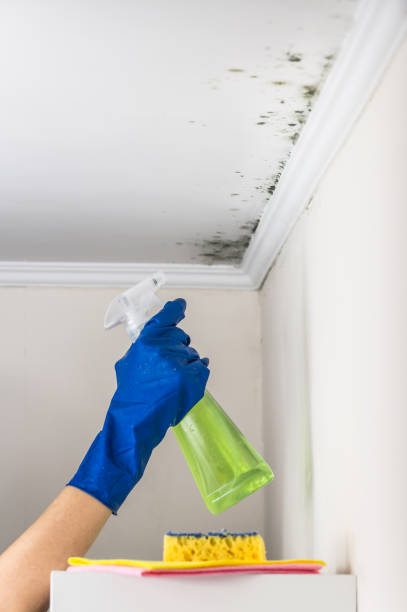 Best Office Mold Removal Services  in Lincoln, AL