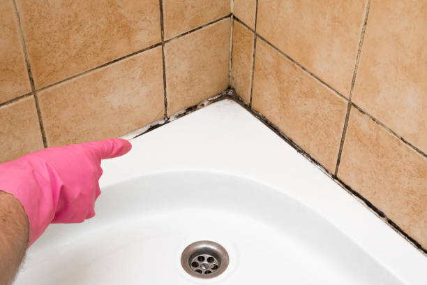 Best Attic Mold Removal  in Lincoln, AL