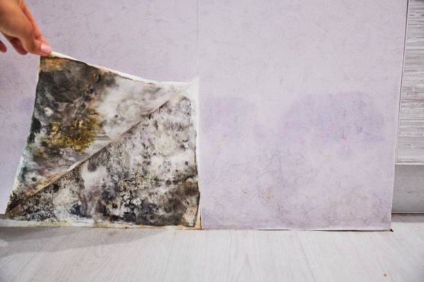 Best Emergency Mold Removal  in Lincoln, AL